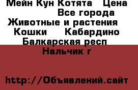 Мейн Кун Котята › Цена ­ 15 000 - Все города Животные и растения » Кошки   . Кабардино-Балкарская респ.,Нальчик г.